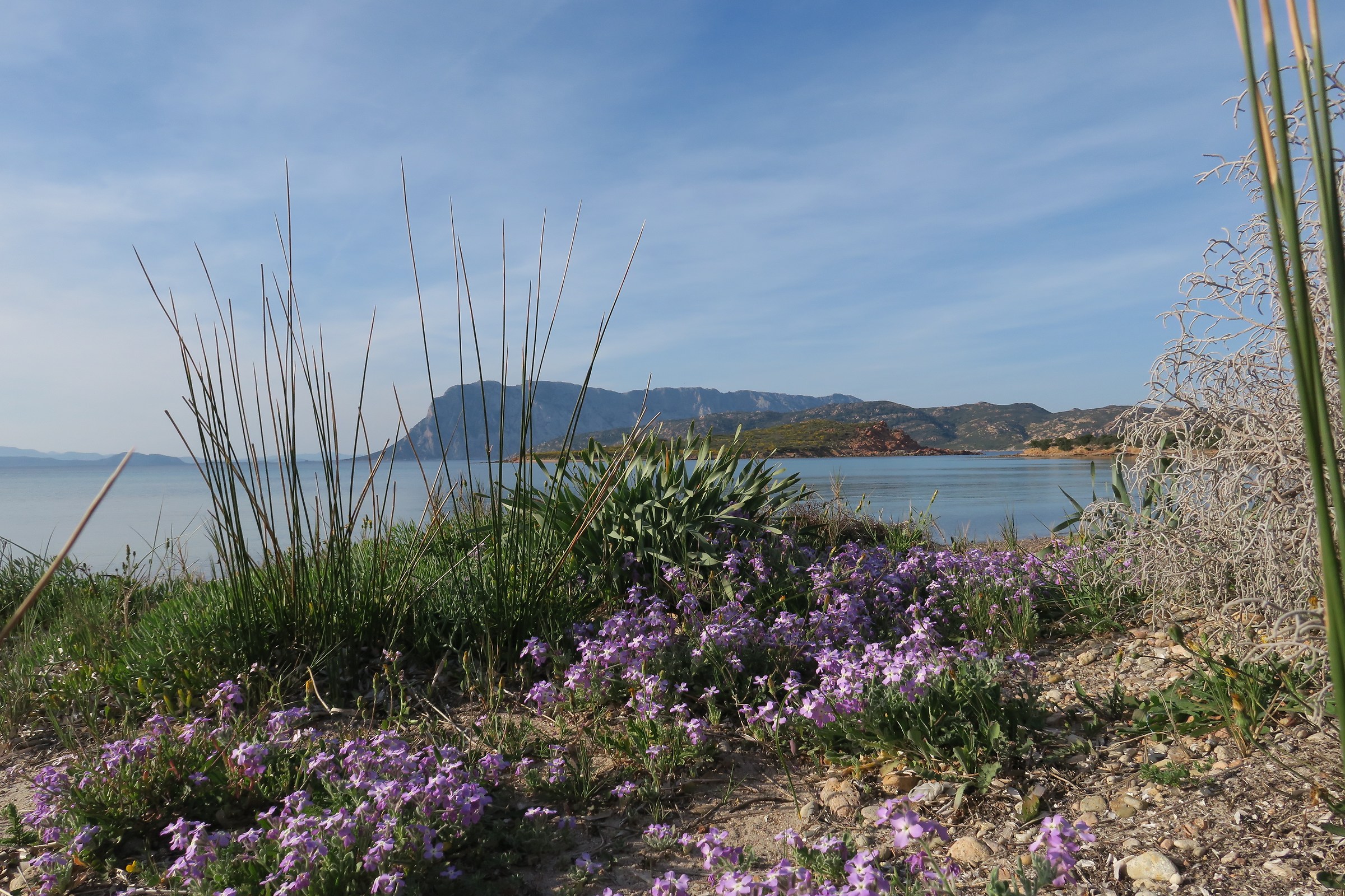 Capo Coda Cavallo in spring