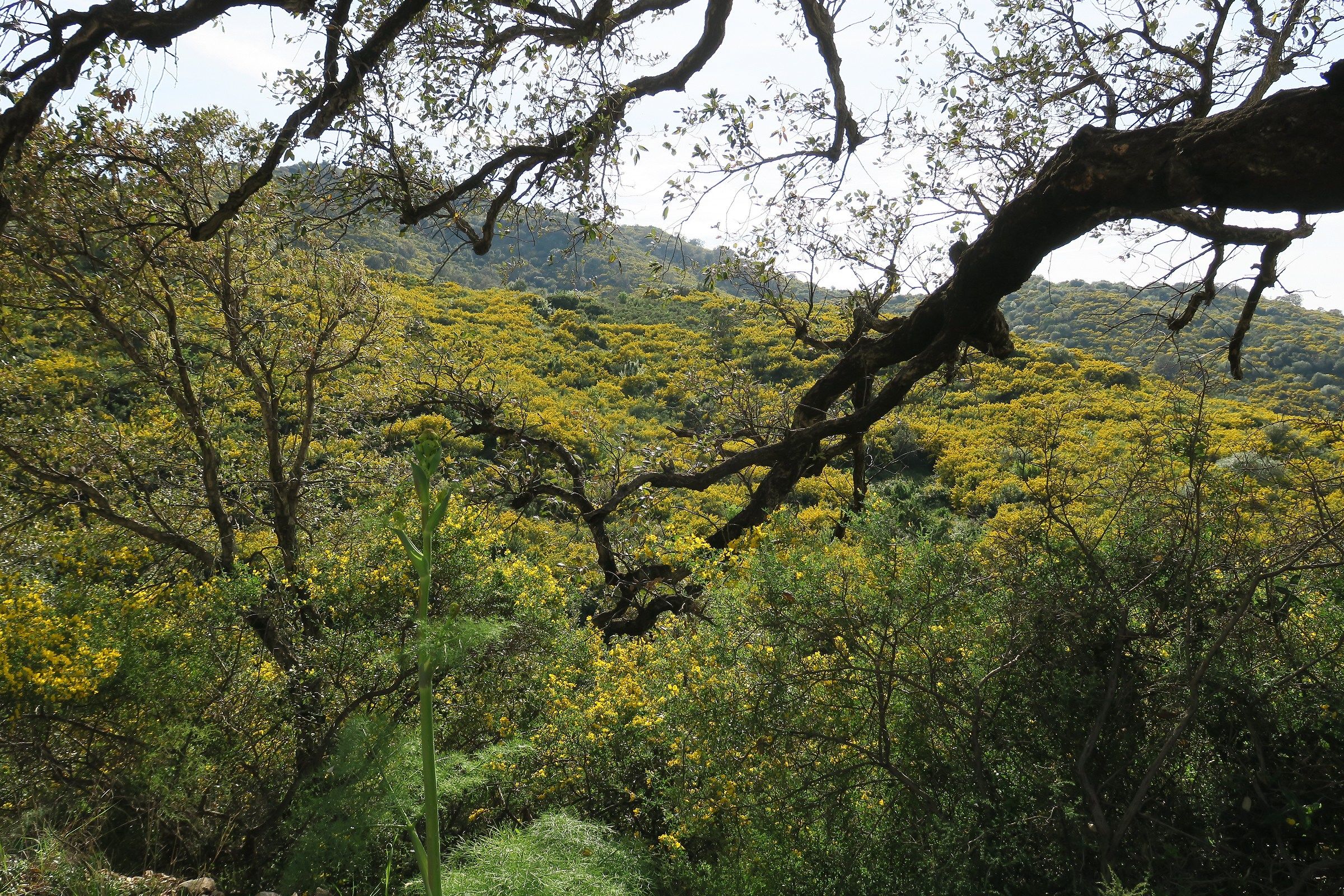 Hills covered by gorse flower