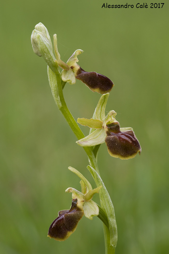 Ophrys sphegodes 1875