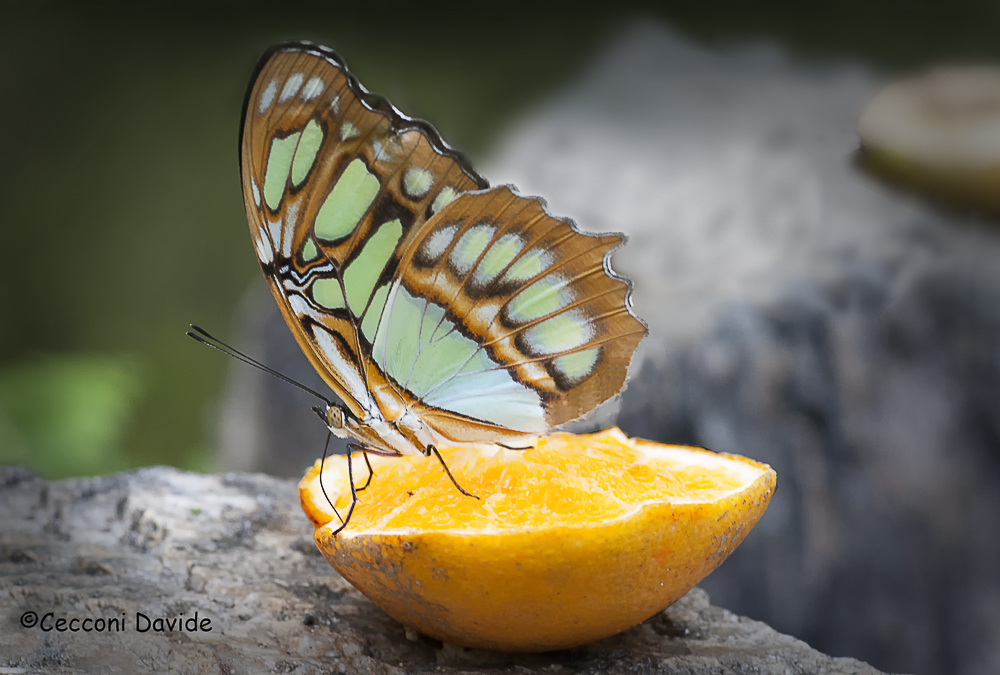 Butterfly on lemon