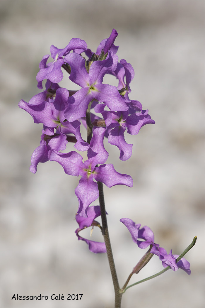 Matthiola fruticulosa (Violaciocca) 2083