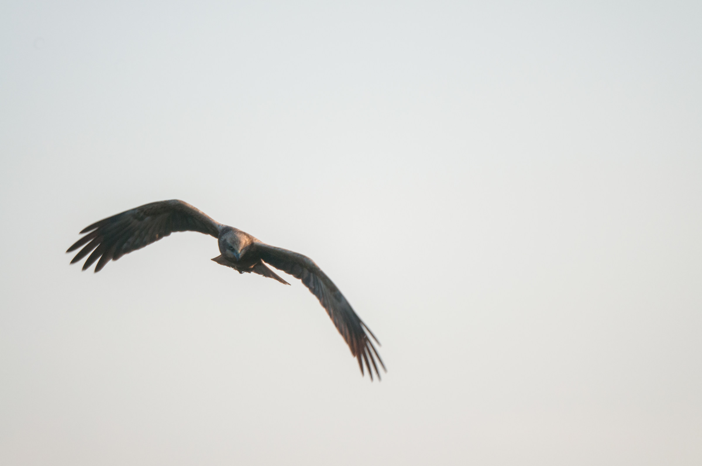 La regina dello stagno
