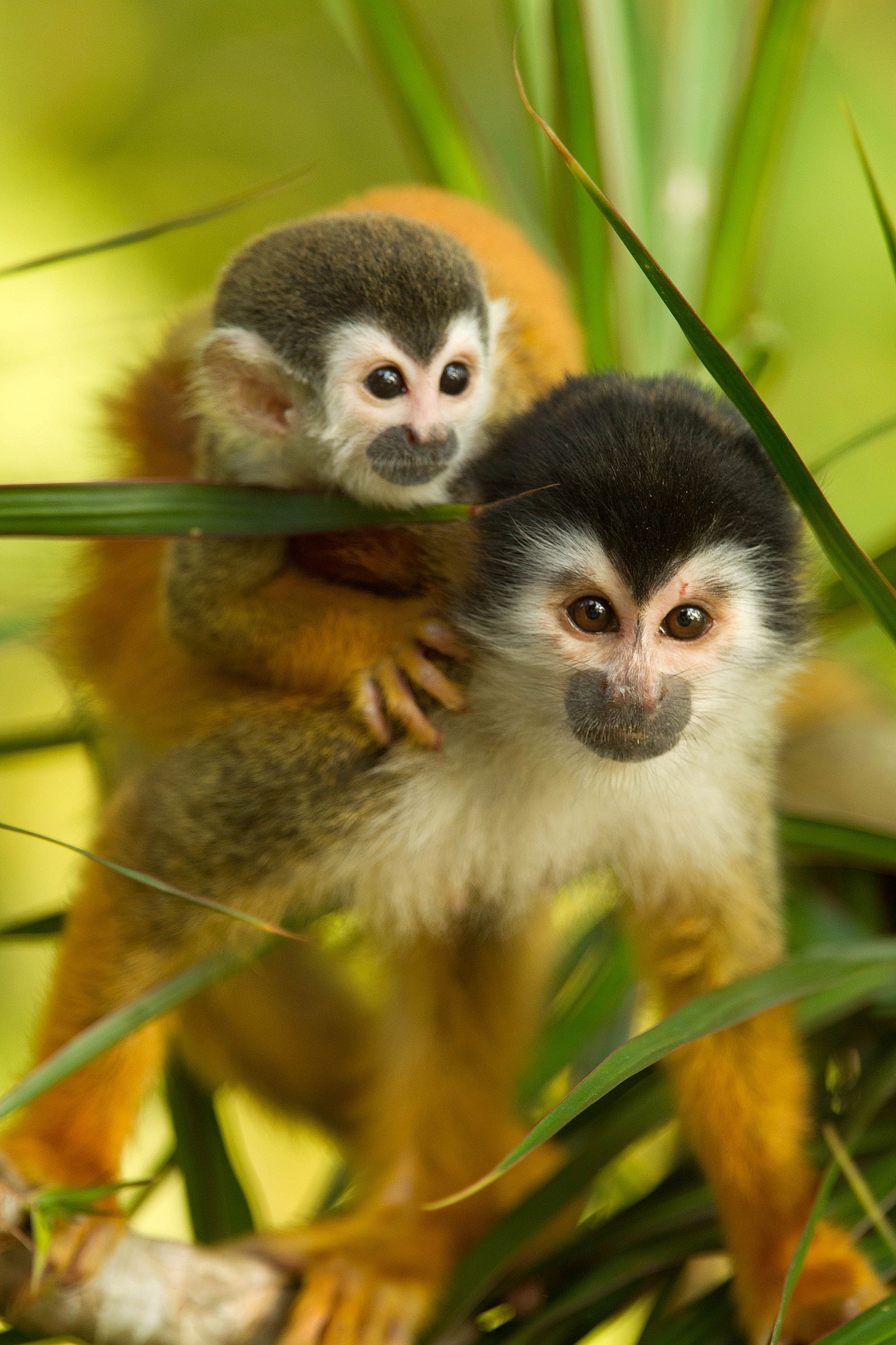 Squirrel Monkey