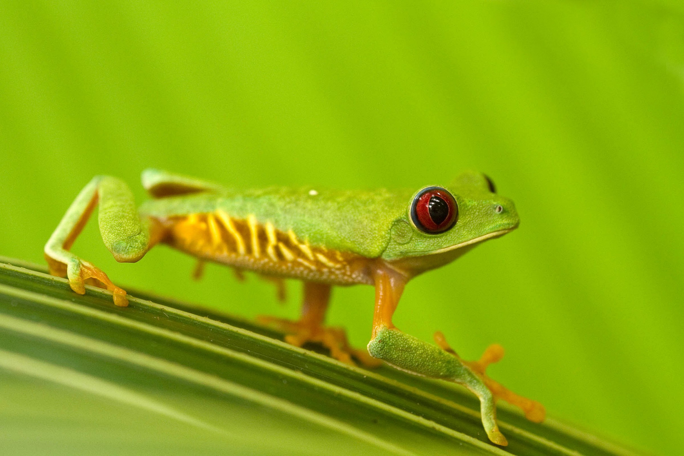 Tree Frog