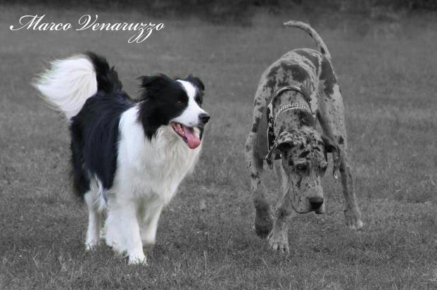Cani