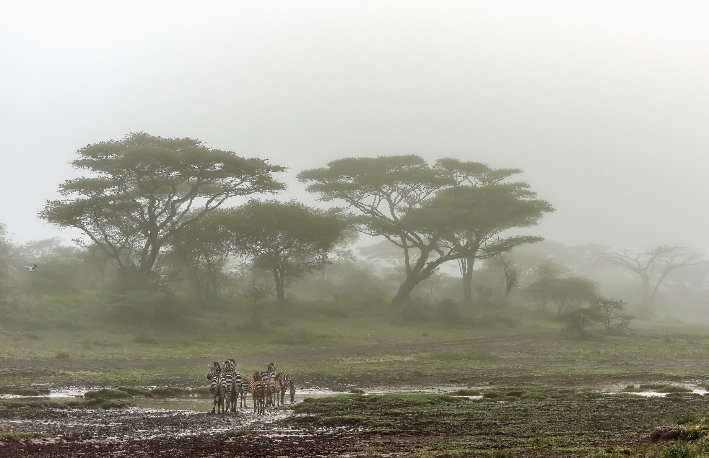 Tanzania 2017 - Ndutu area
