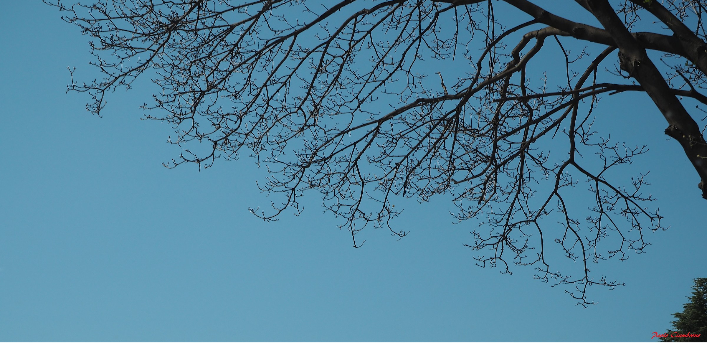 Albero da auto in corsa