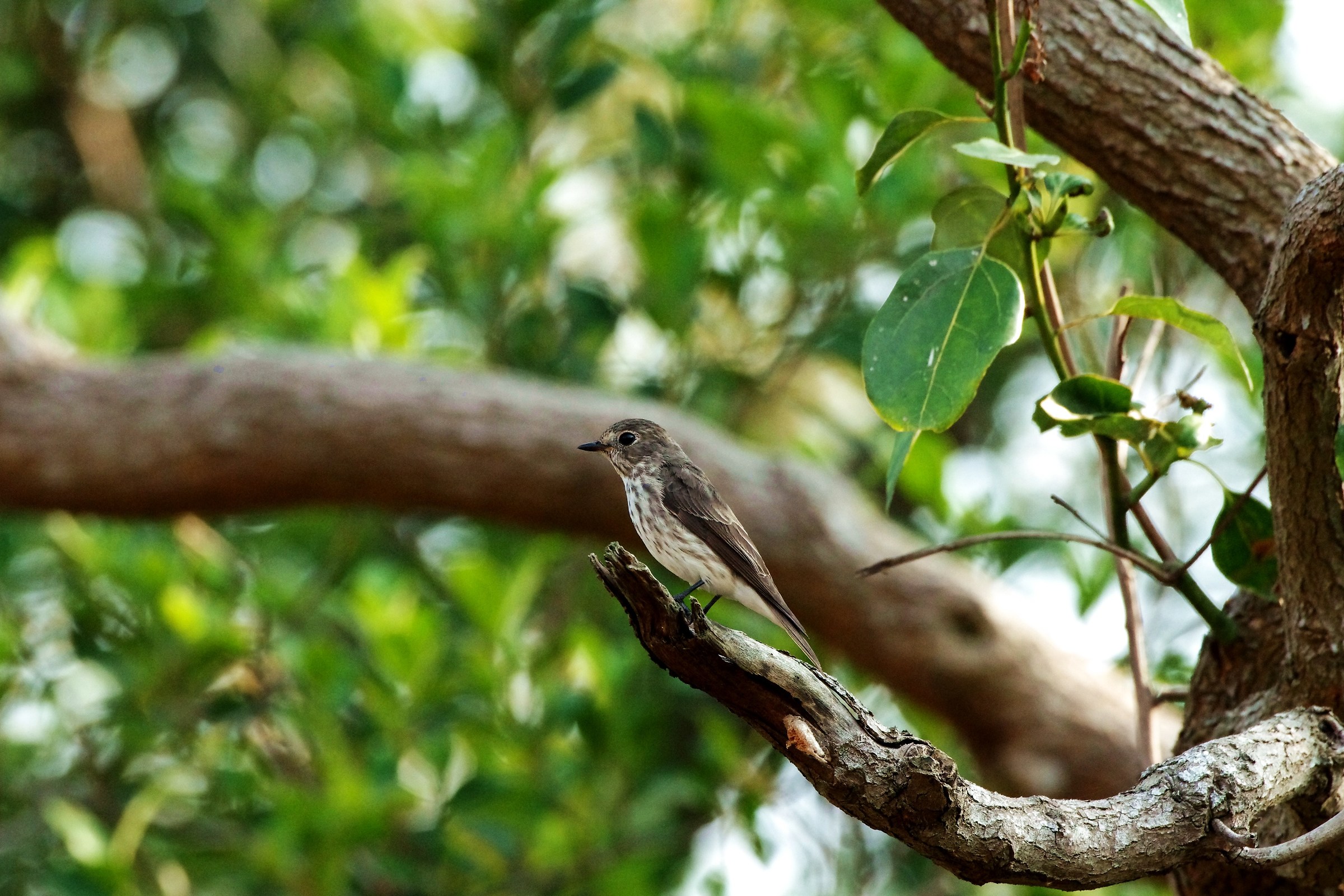 Grey-streaked Flycatcher