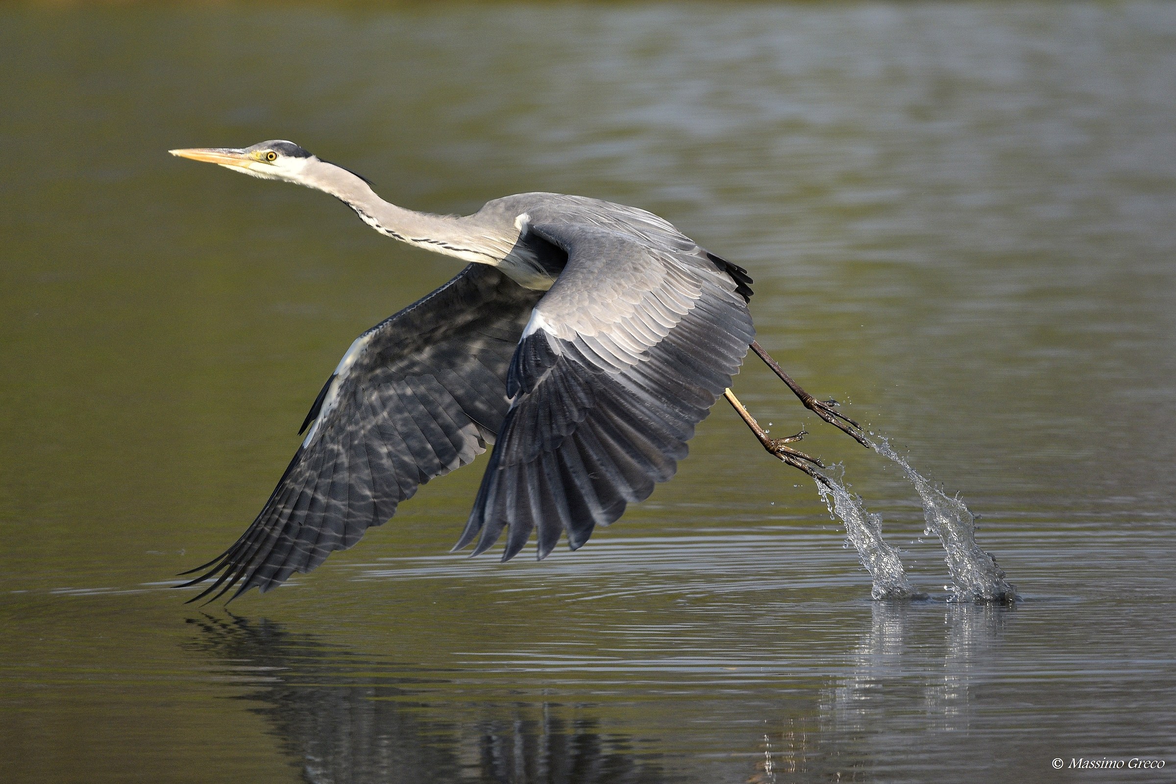 Lo stacco dell'Airone cenerino