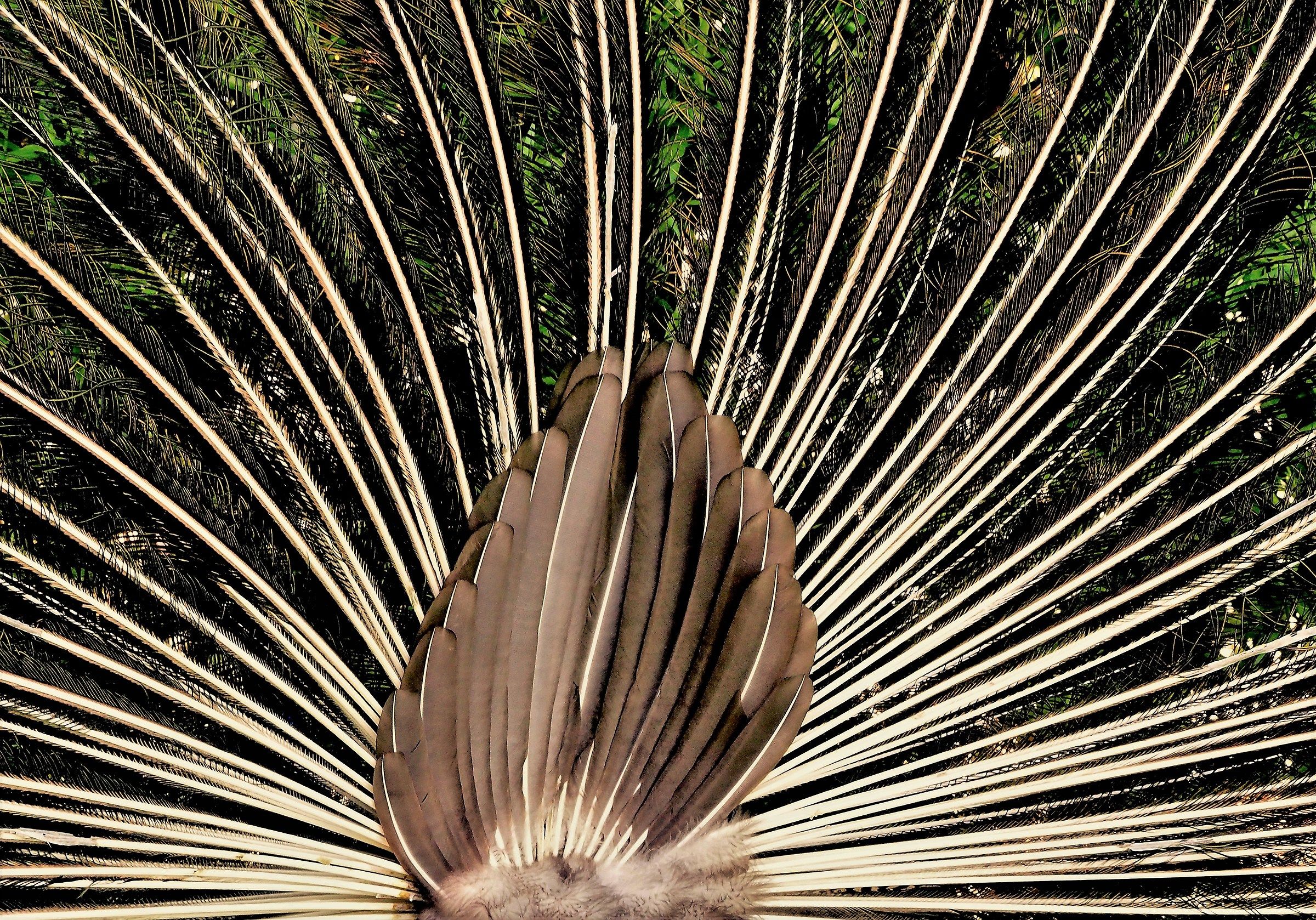 la ruota................