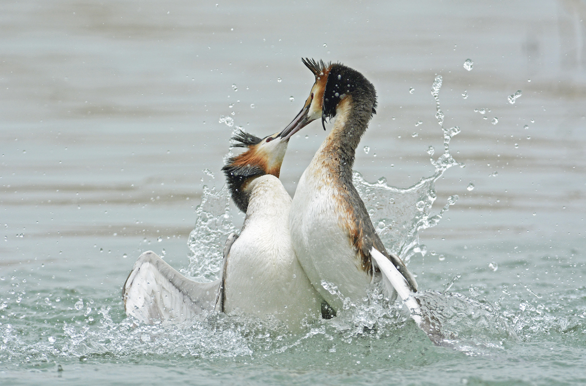 Svassi_Lotta During Courtship