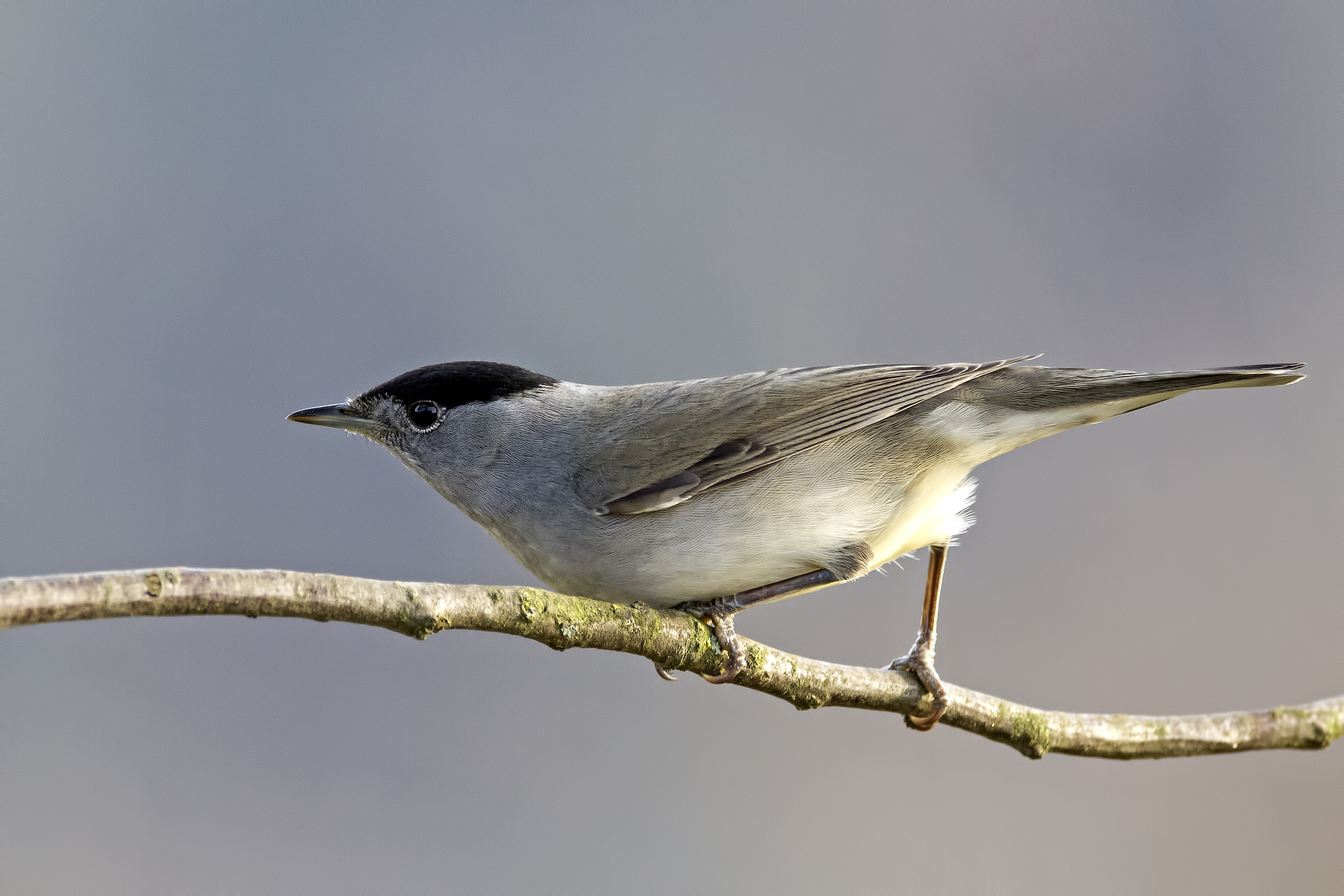 blackcap