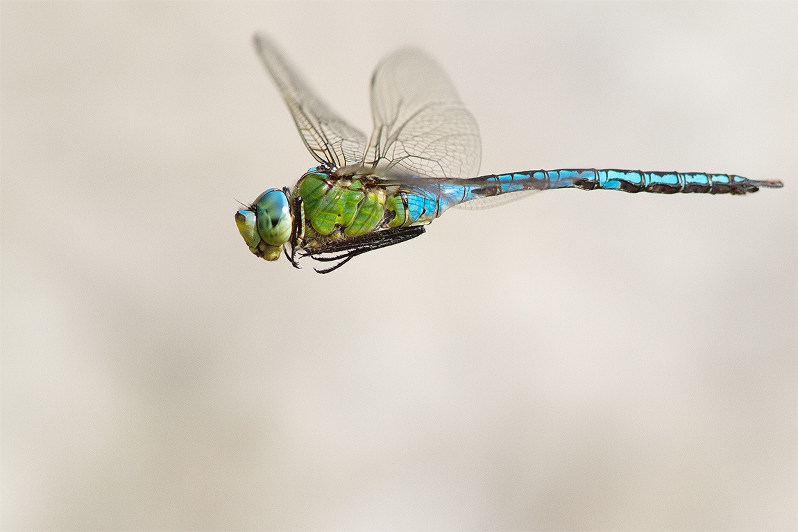 Hawker imperatore (Anax imperator)