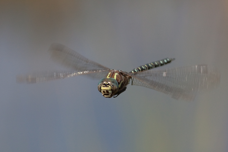Boh Hawker (Aeshna subarctica)