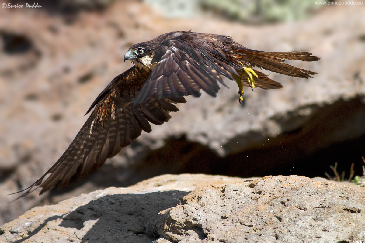 Falco della Regina dopo il bagno :)