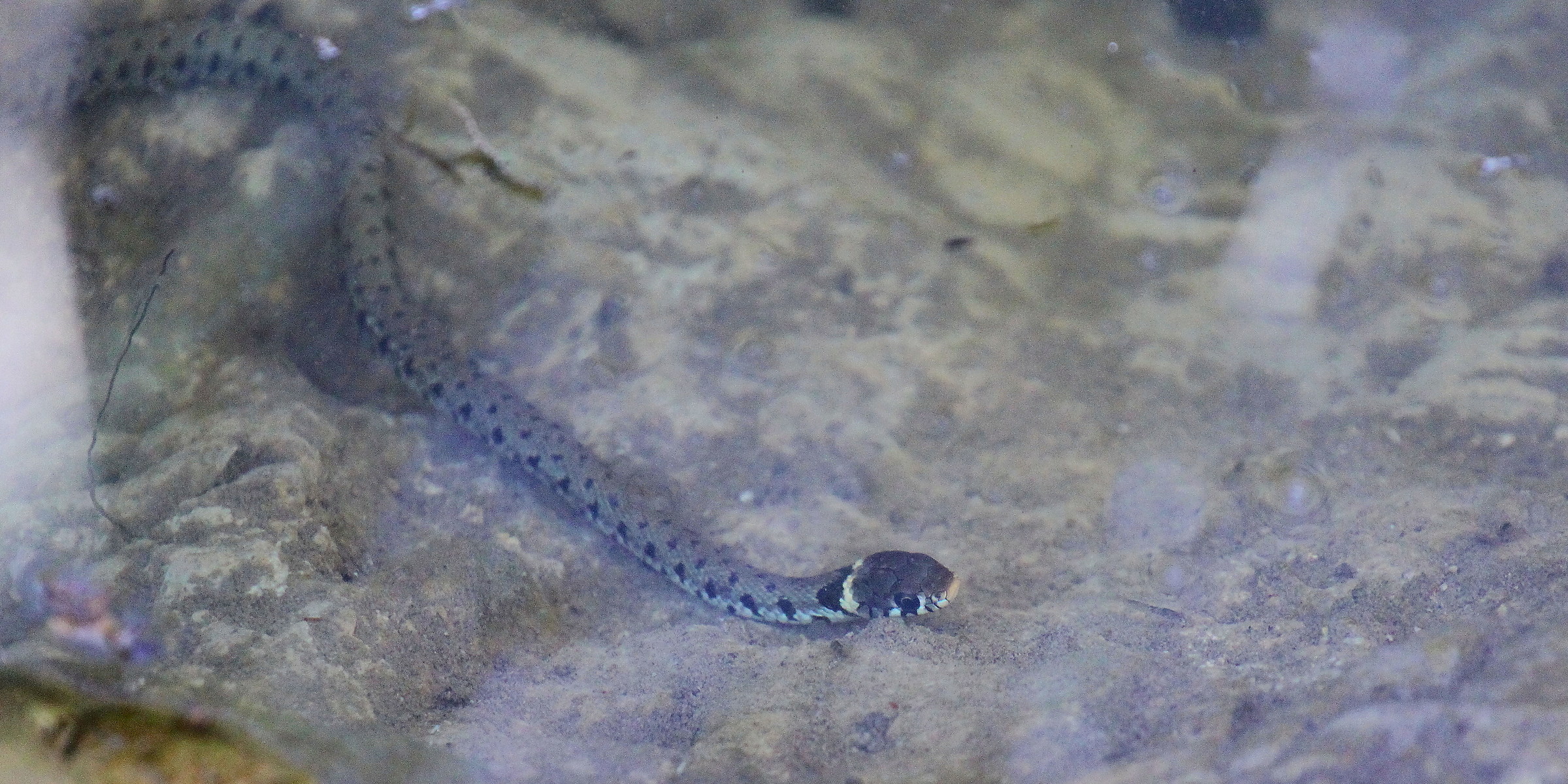 Grass Snake