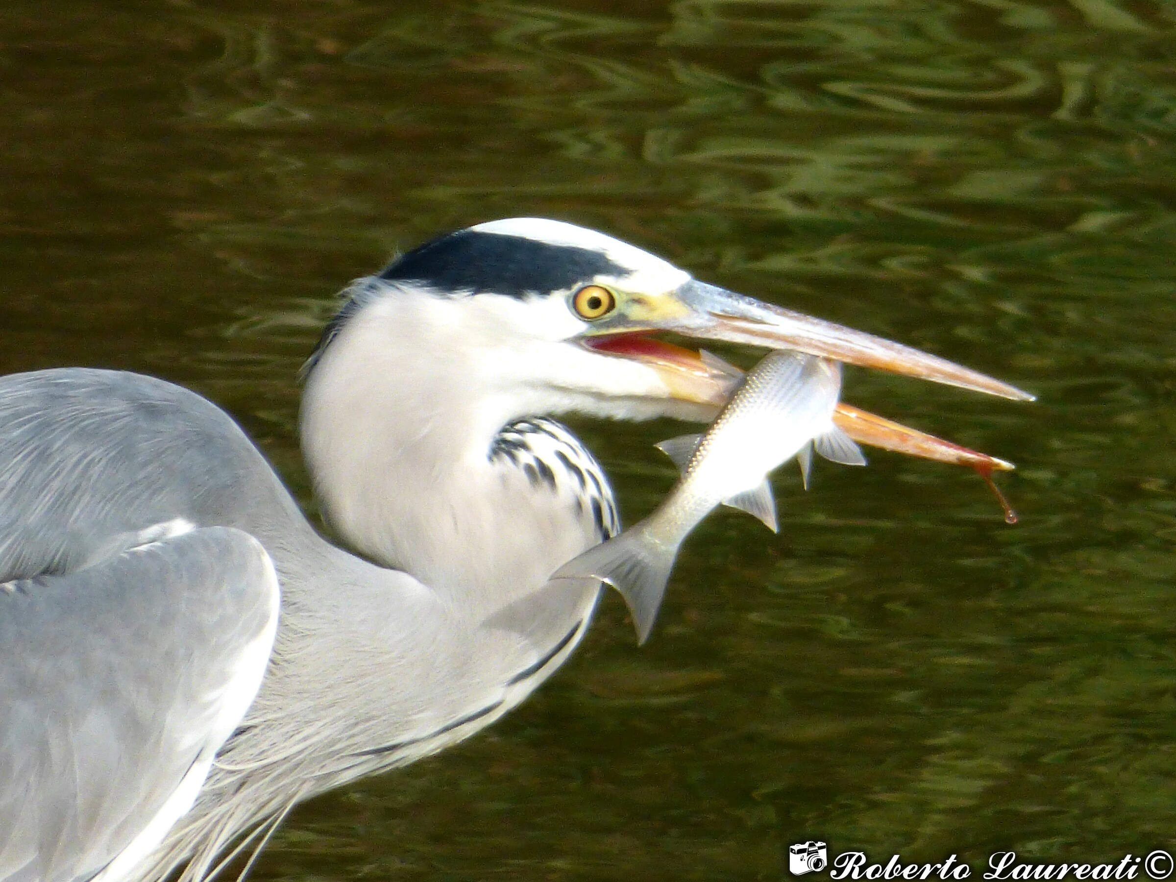 Gray Heron (Ardea cinerea)