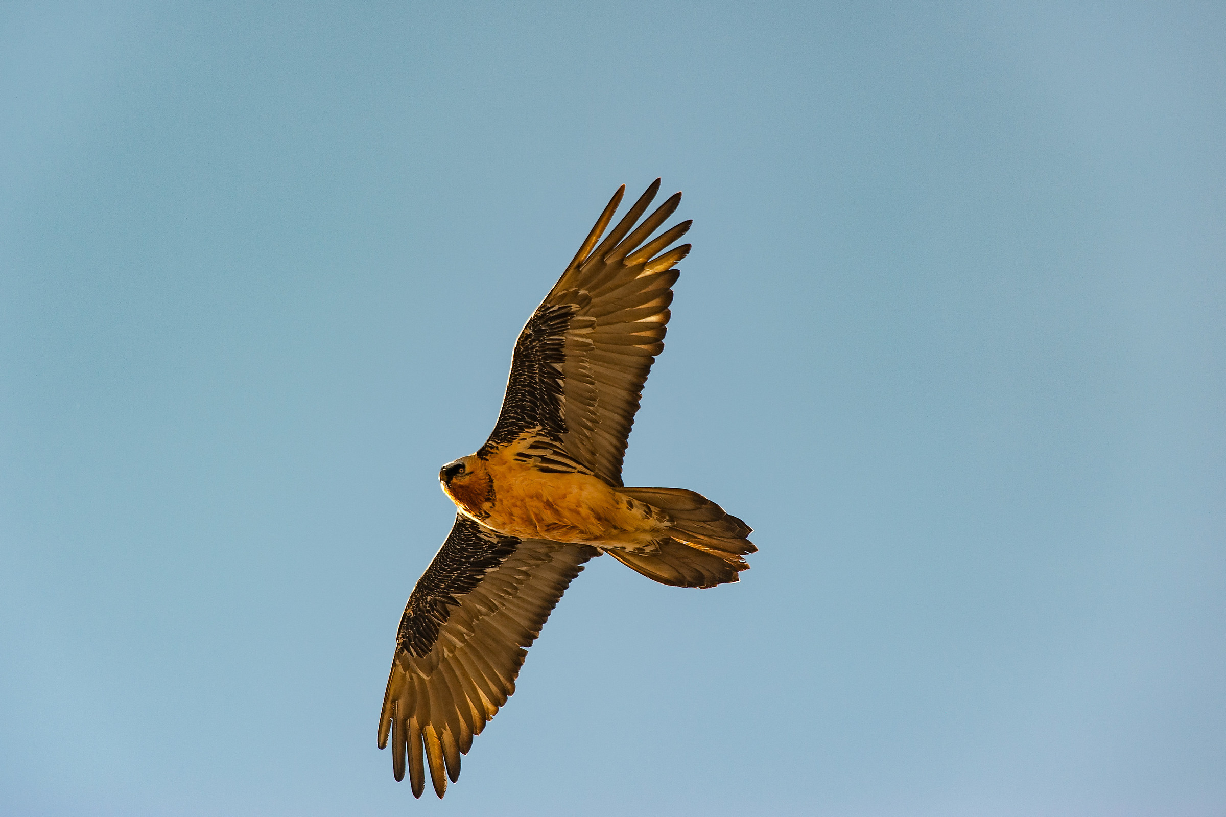 bearded vulture