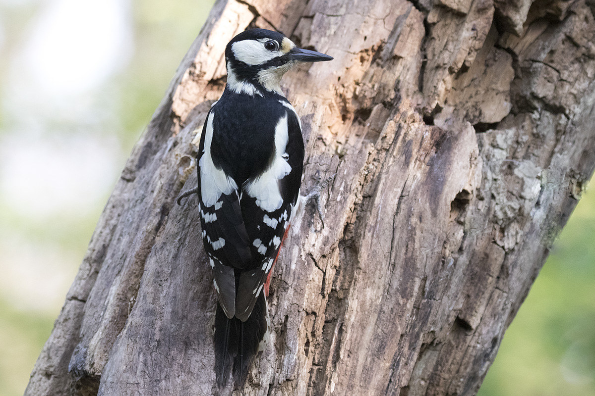 Female greater spotted woodpecker