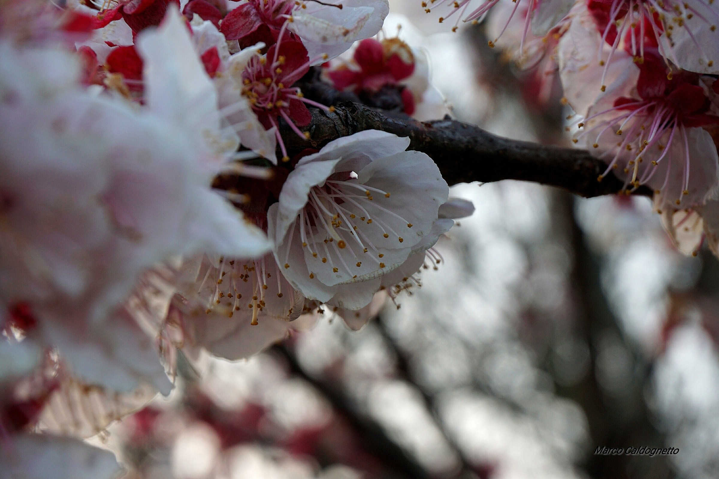 Fior di prugna selvatica