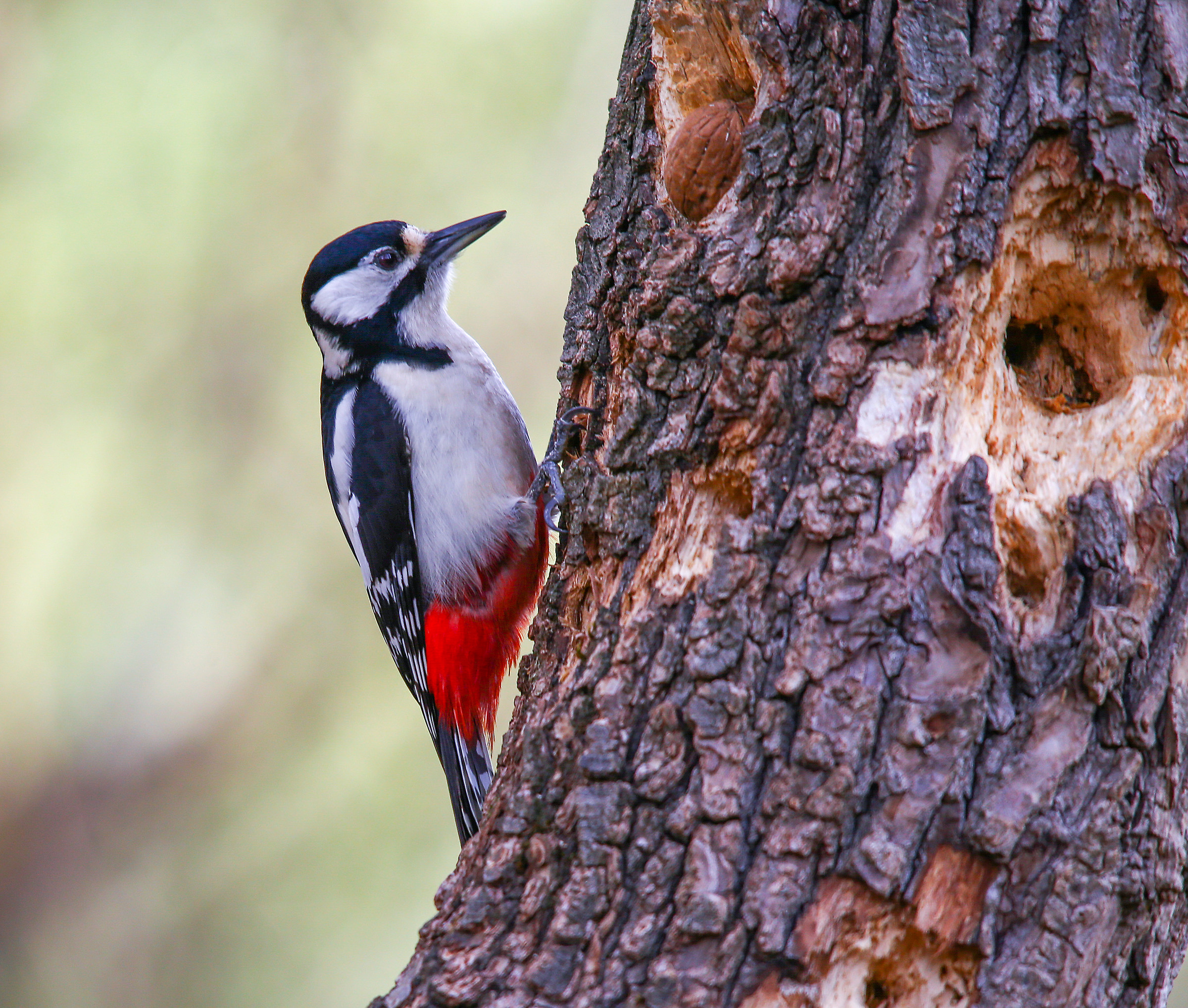 woodpecker