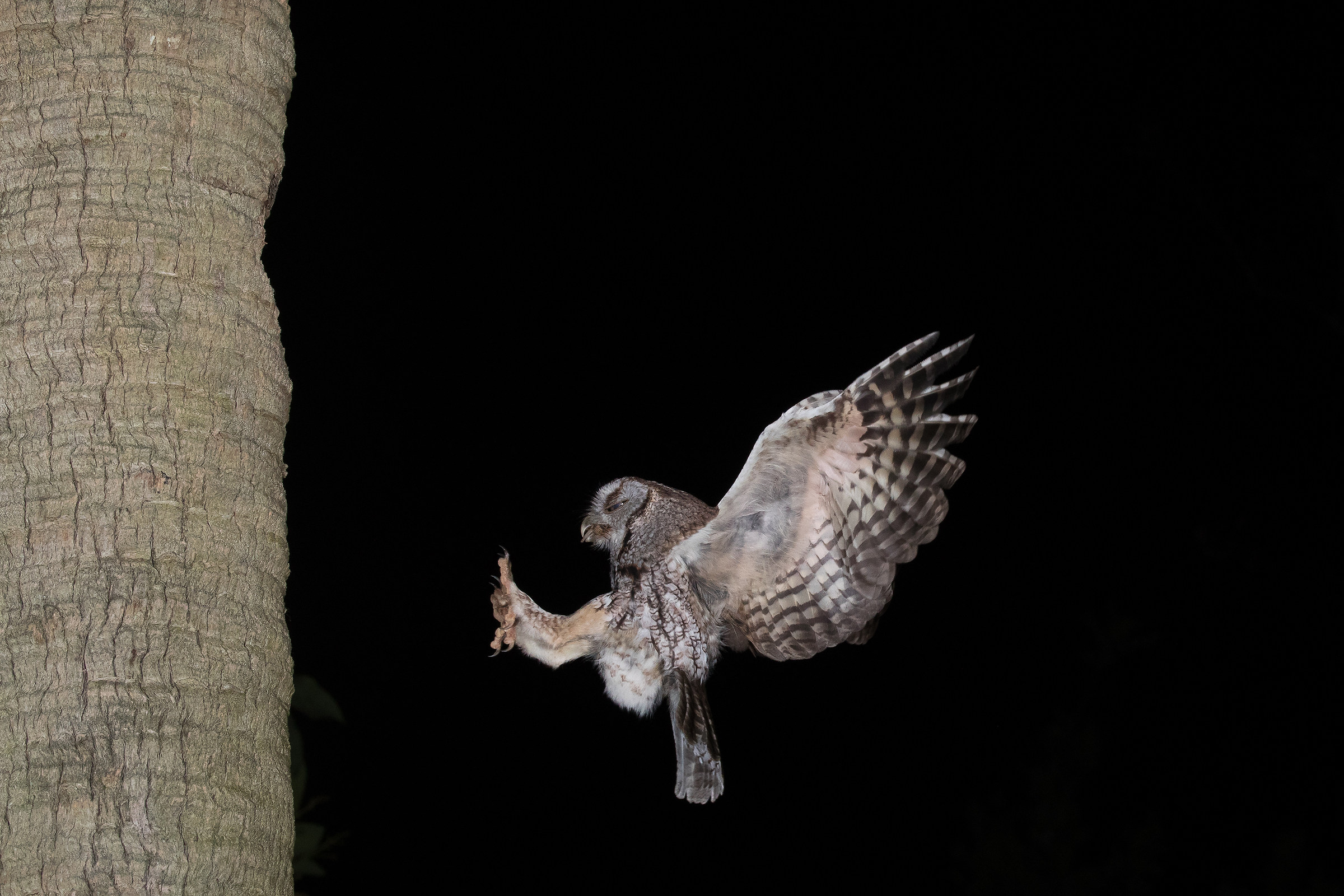 Screech Owl con preda