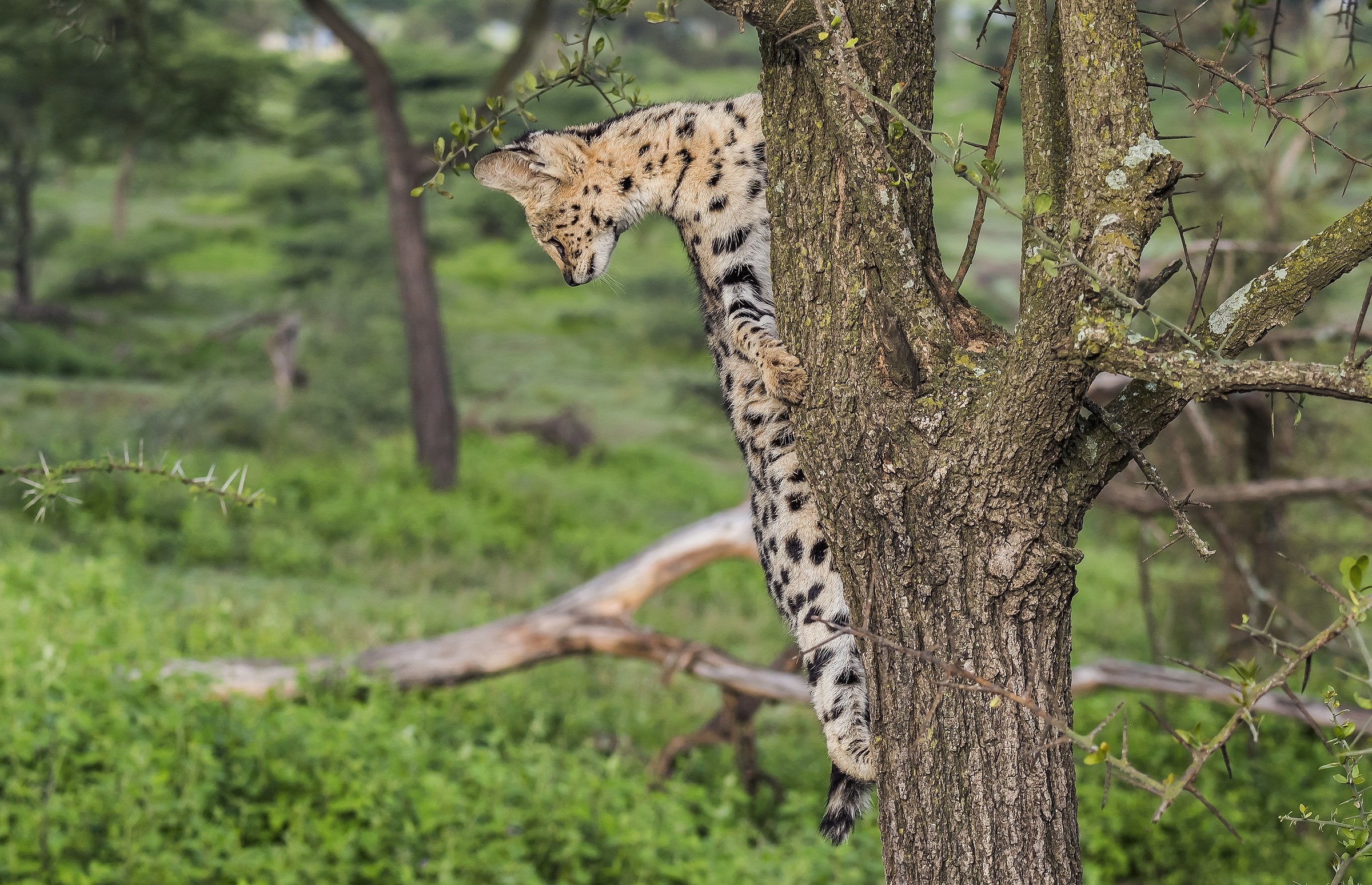 Tanzania 2017 - Serval in discesa