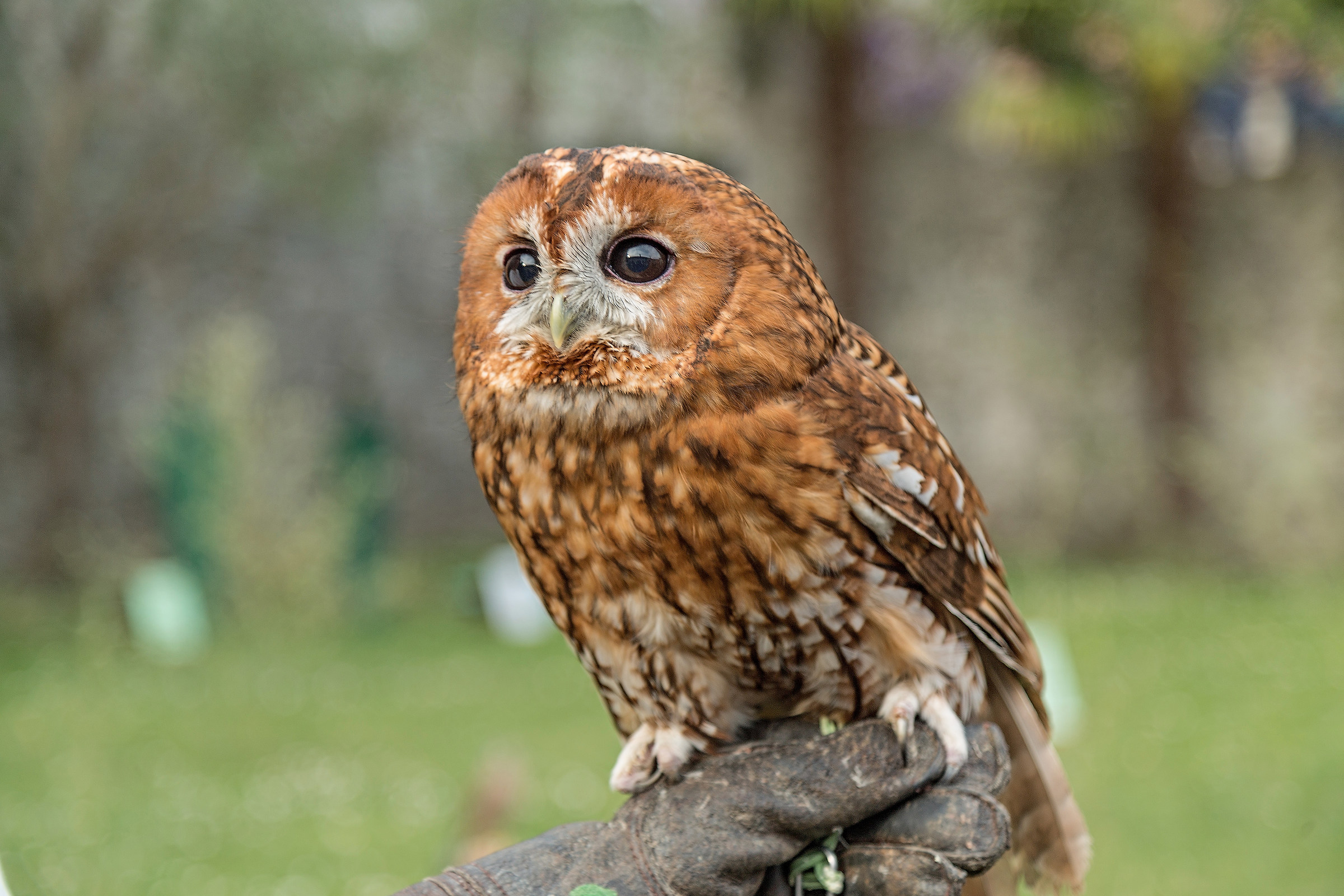 Villalta of Fagagna Castle