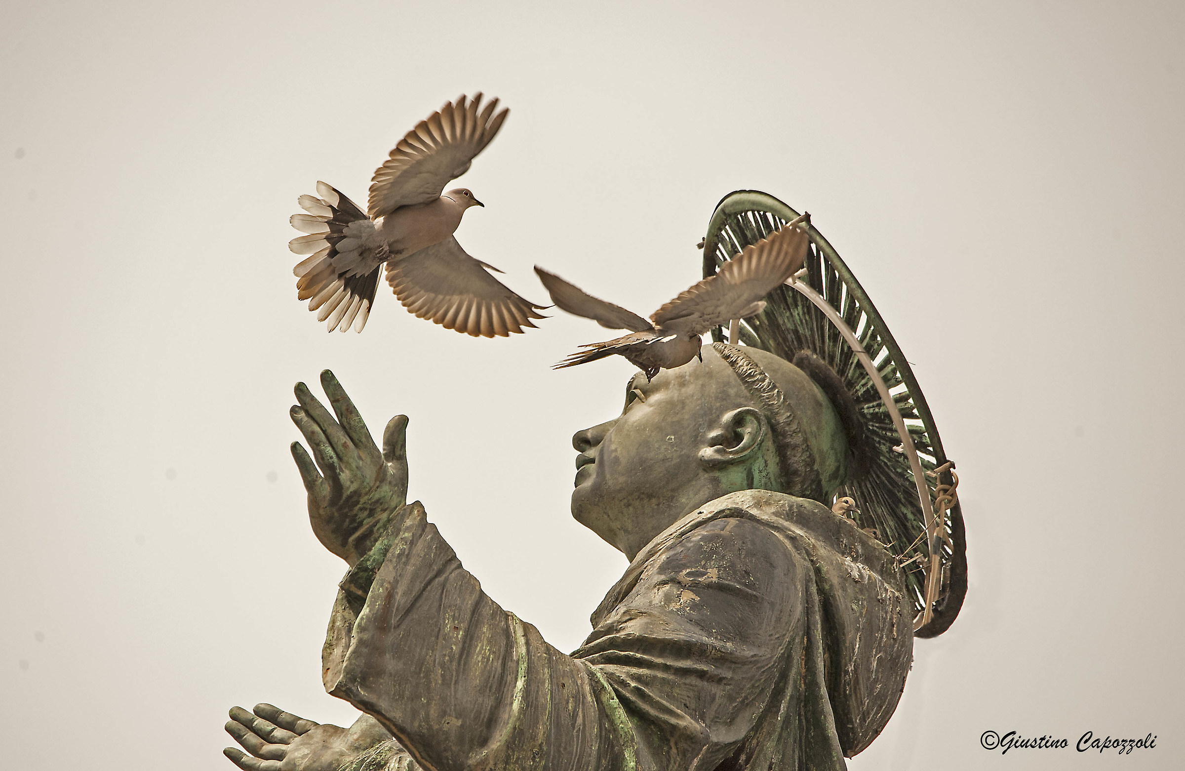 The patience of the saints nest in the hood