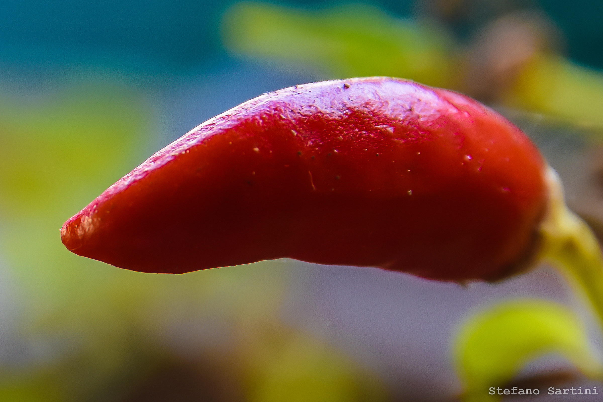chili pepper