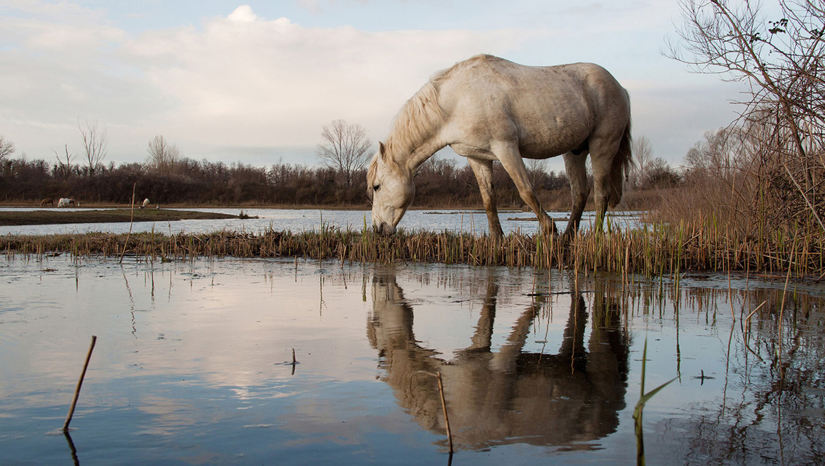 Cavallo della Camargue