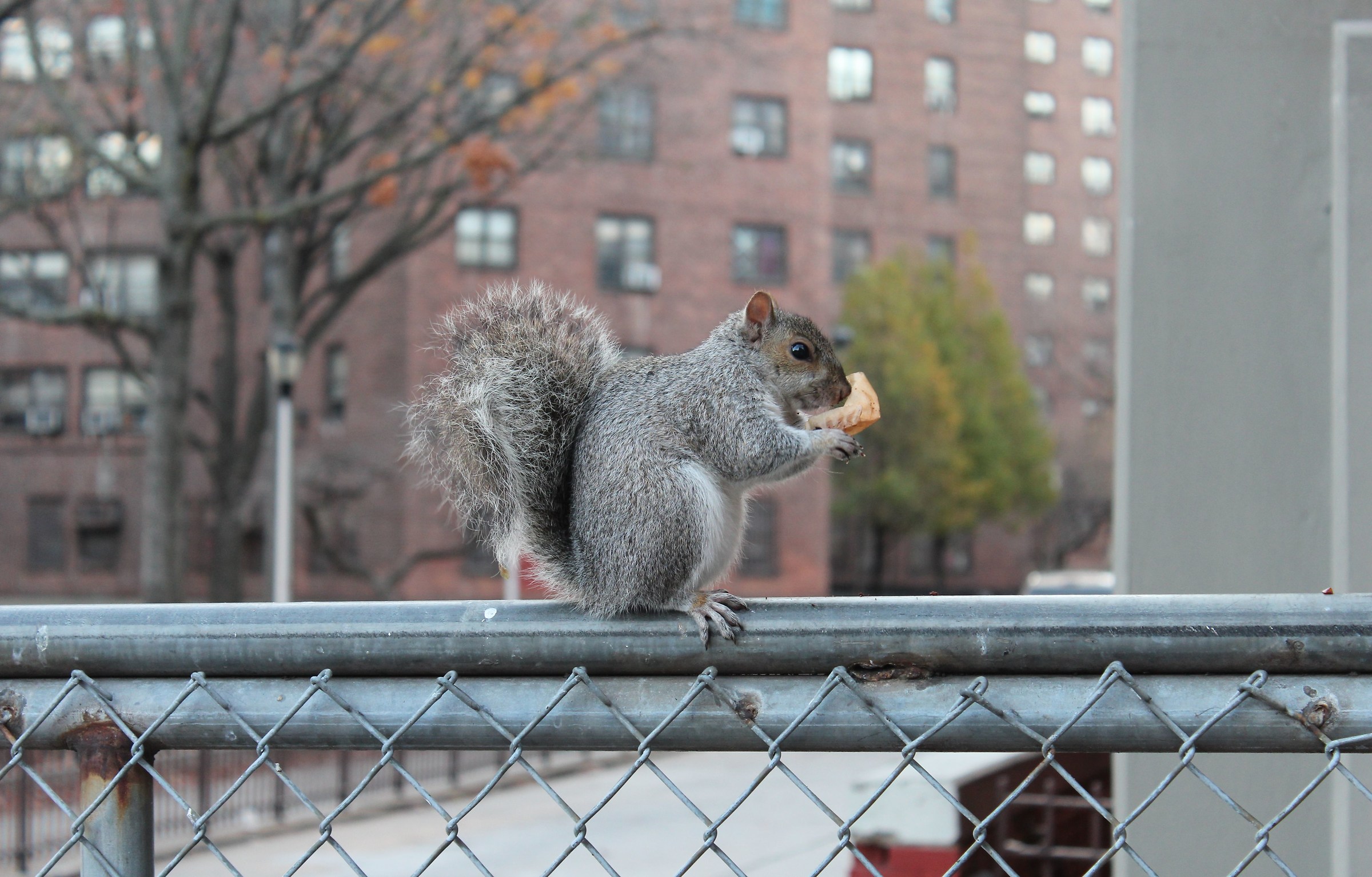 Squirrel in Manhattan
