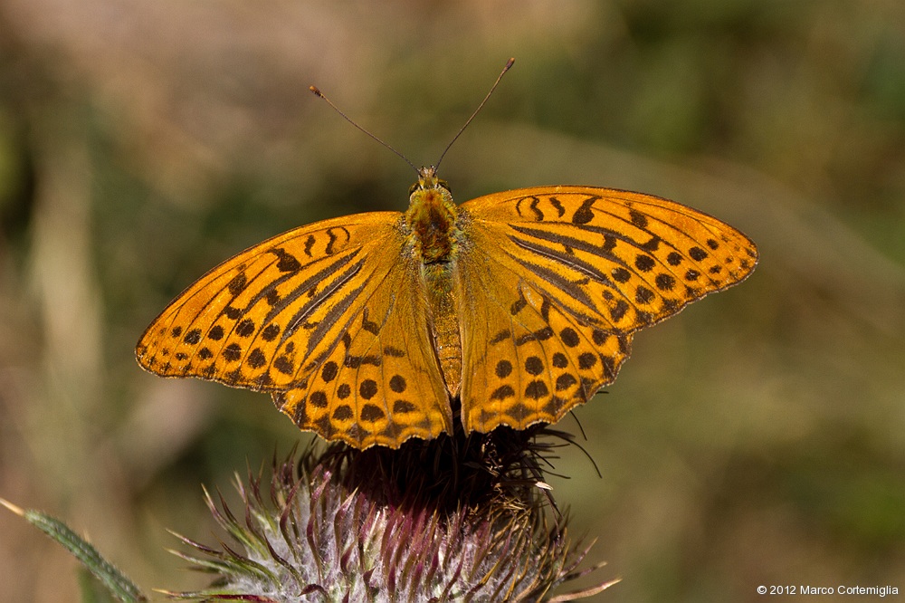 Argynnis paphia