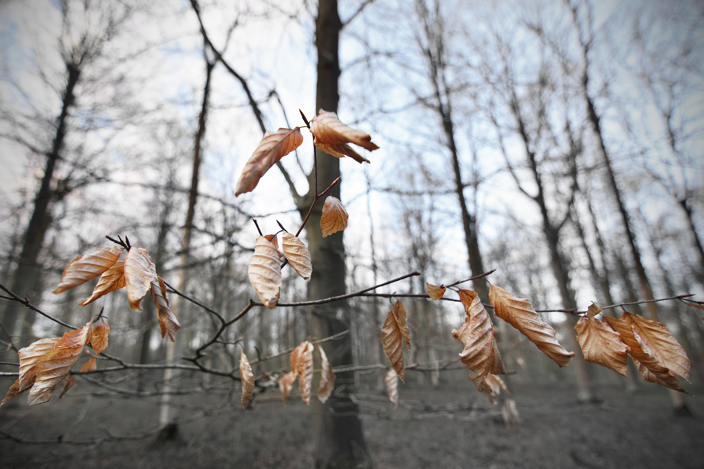 'Last Year's Leaves' - Original 'Edited'