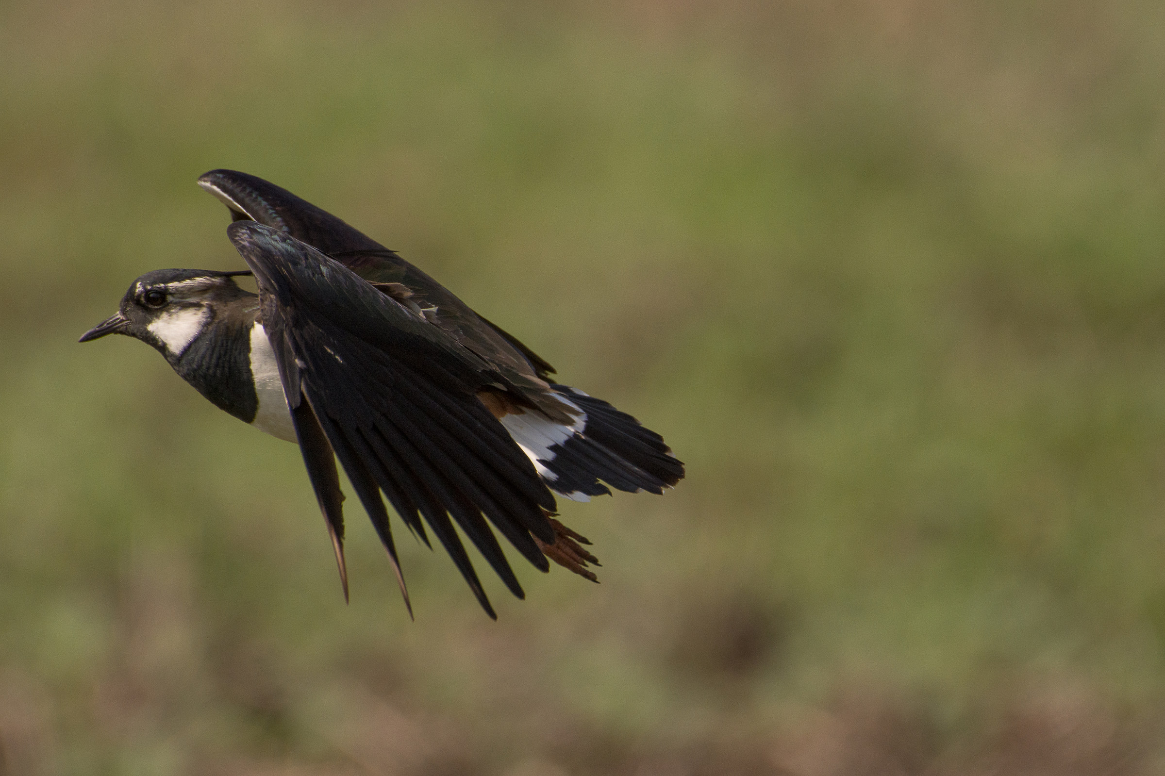 On the fly in flight