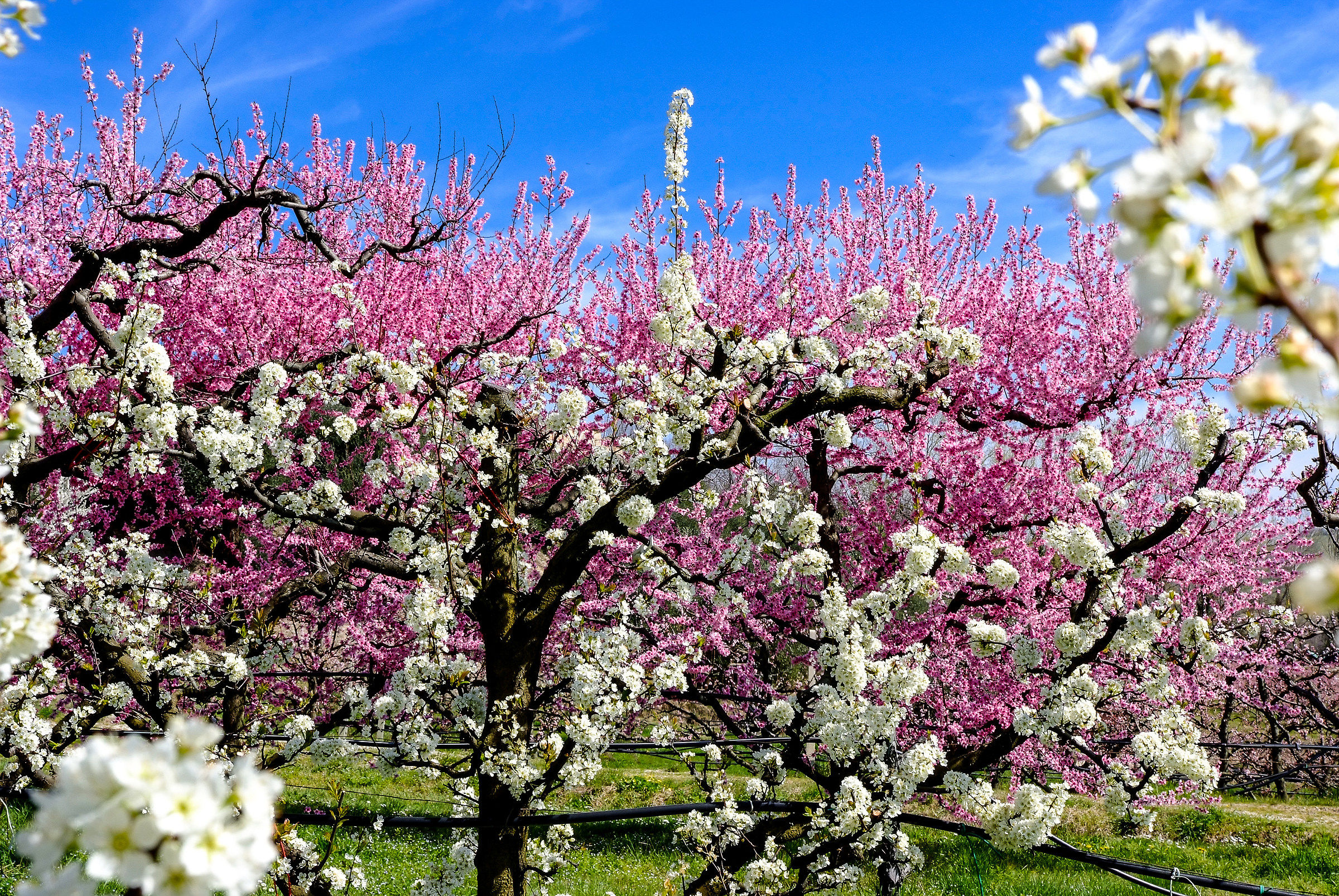 Primavera nella mia Valle del Fiume Aso