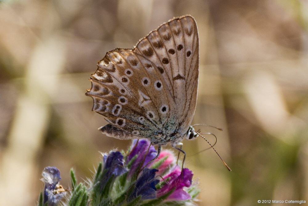 Polyommatus daphnis