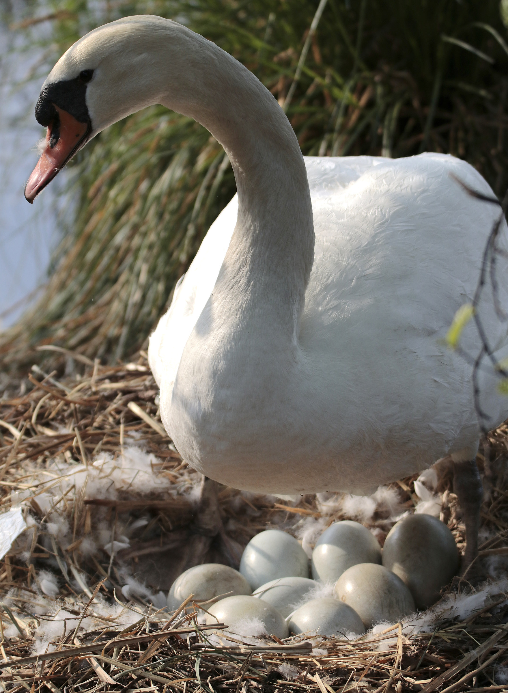 the swan hatching