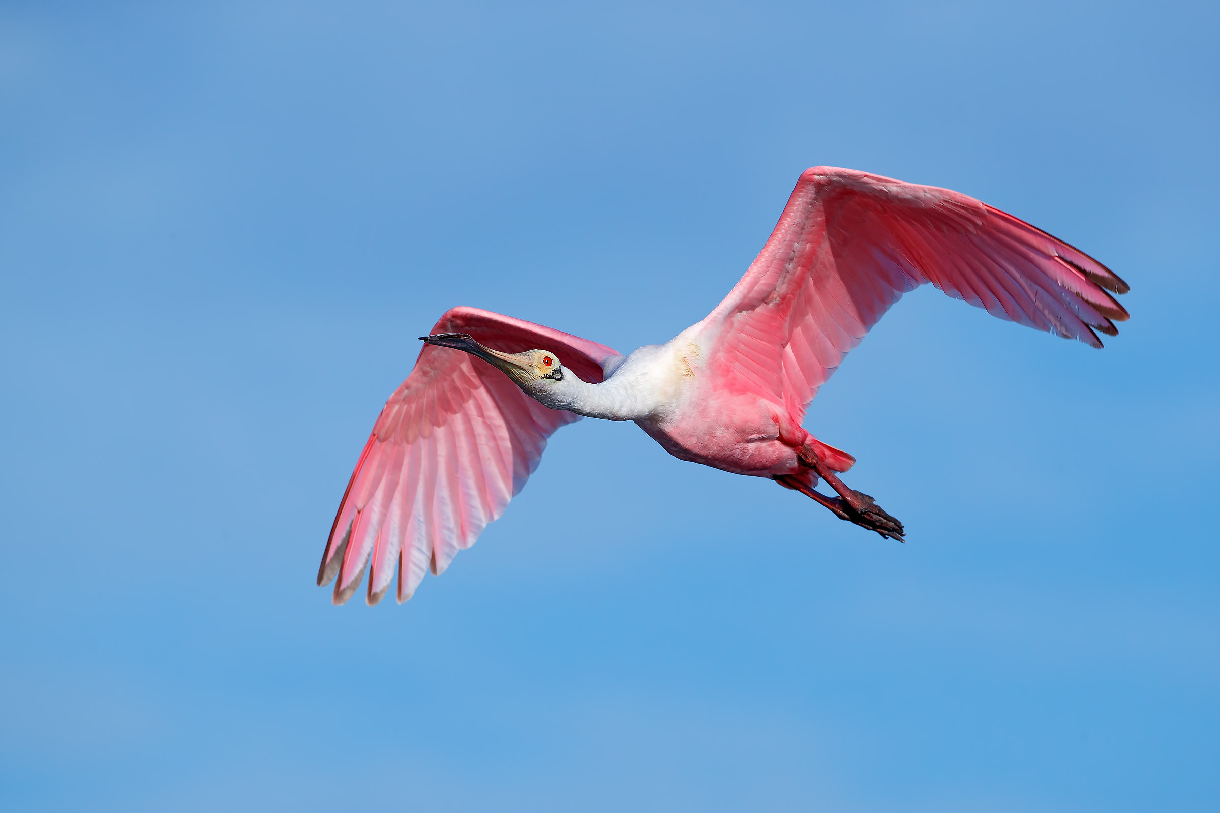 Roseate Spoonbill