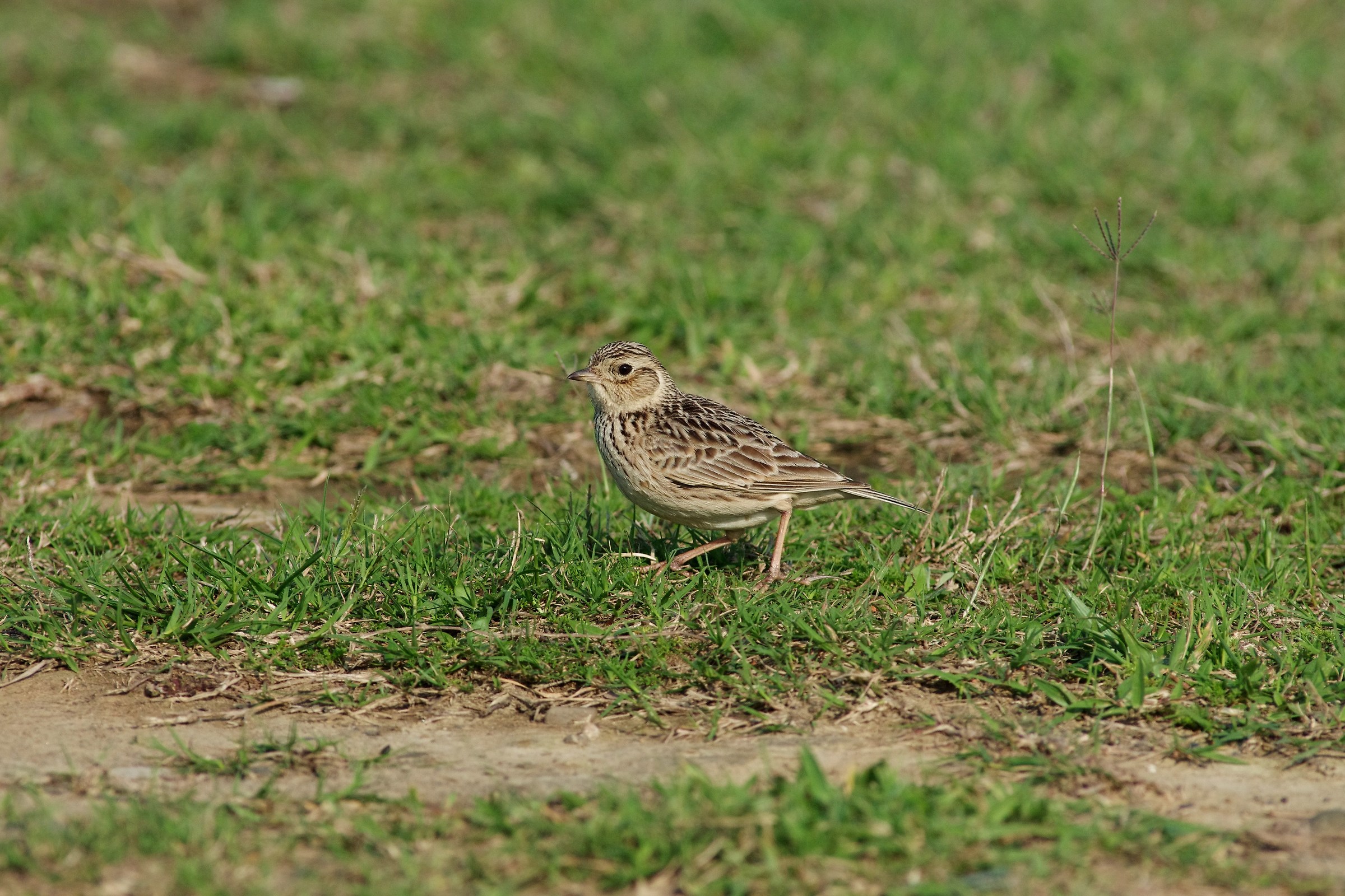Oriental Skylark