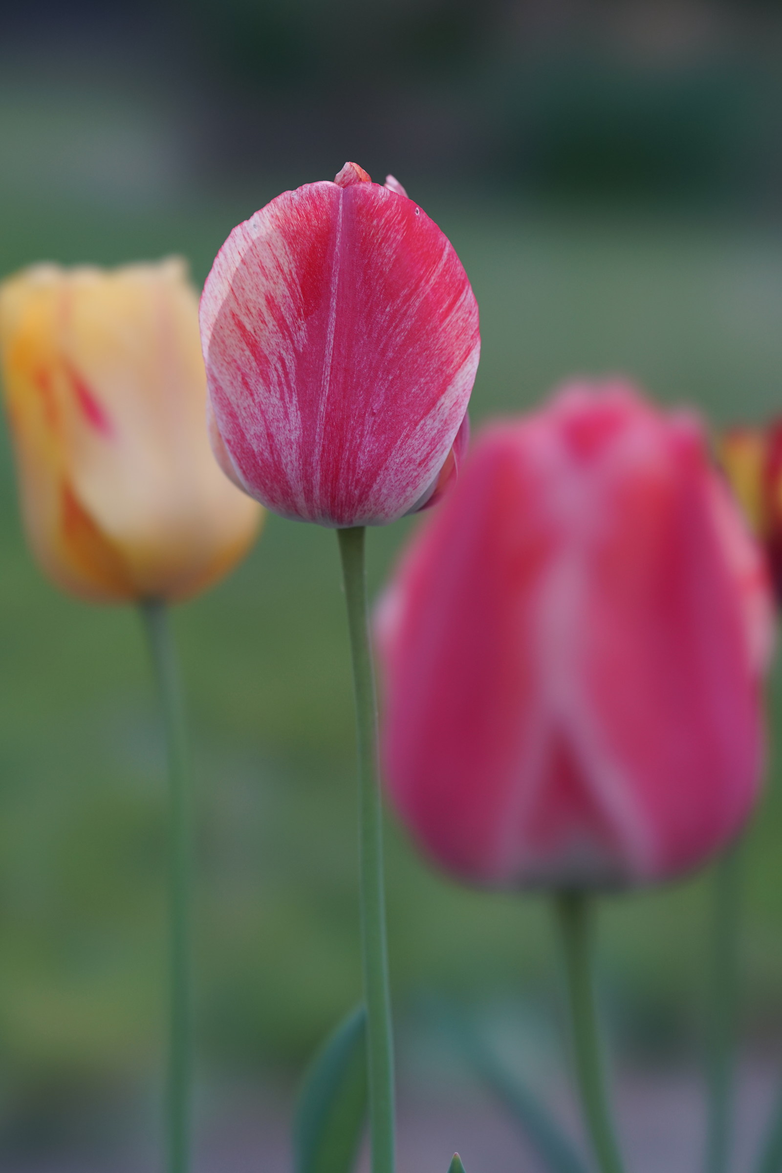 test sony SEL FE 100/2,8 STF GM OSS