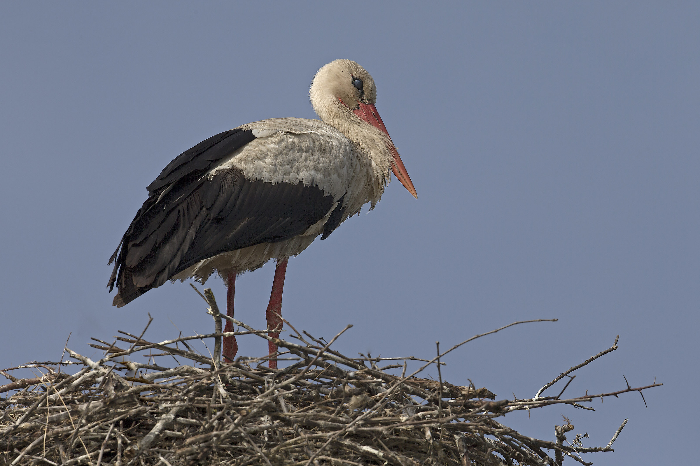 Stork
