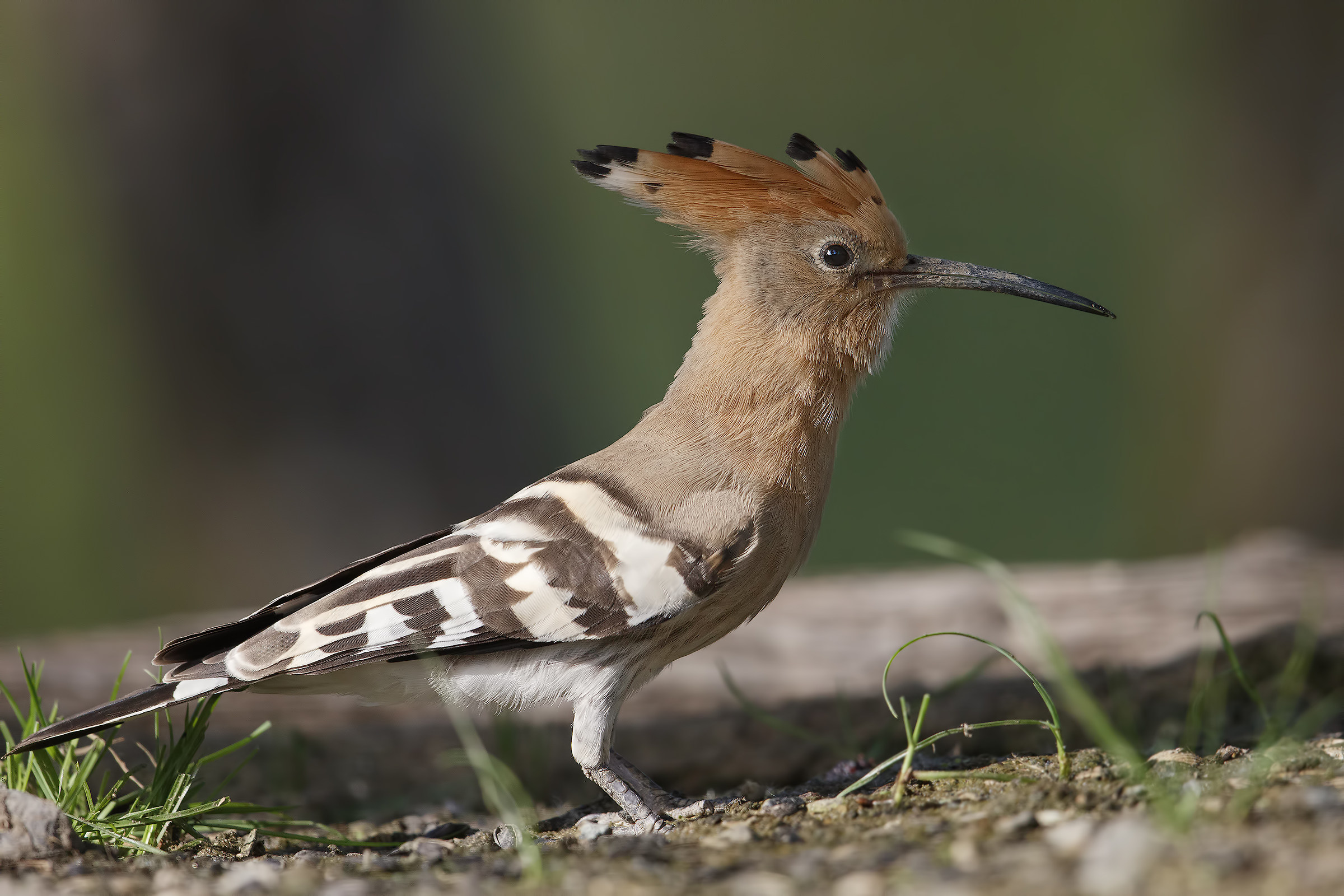 Hoopoe