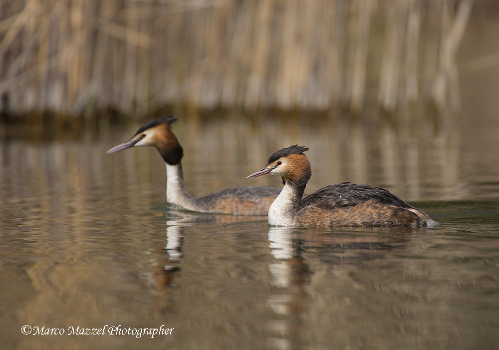 Grebe