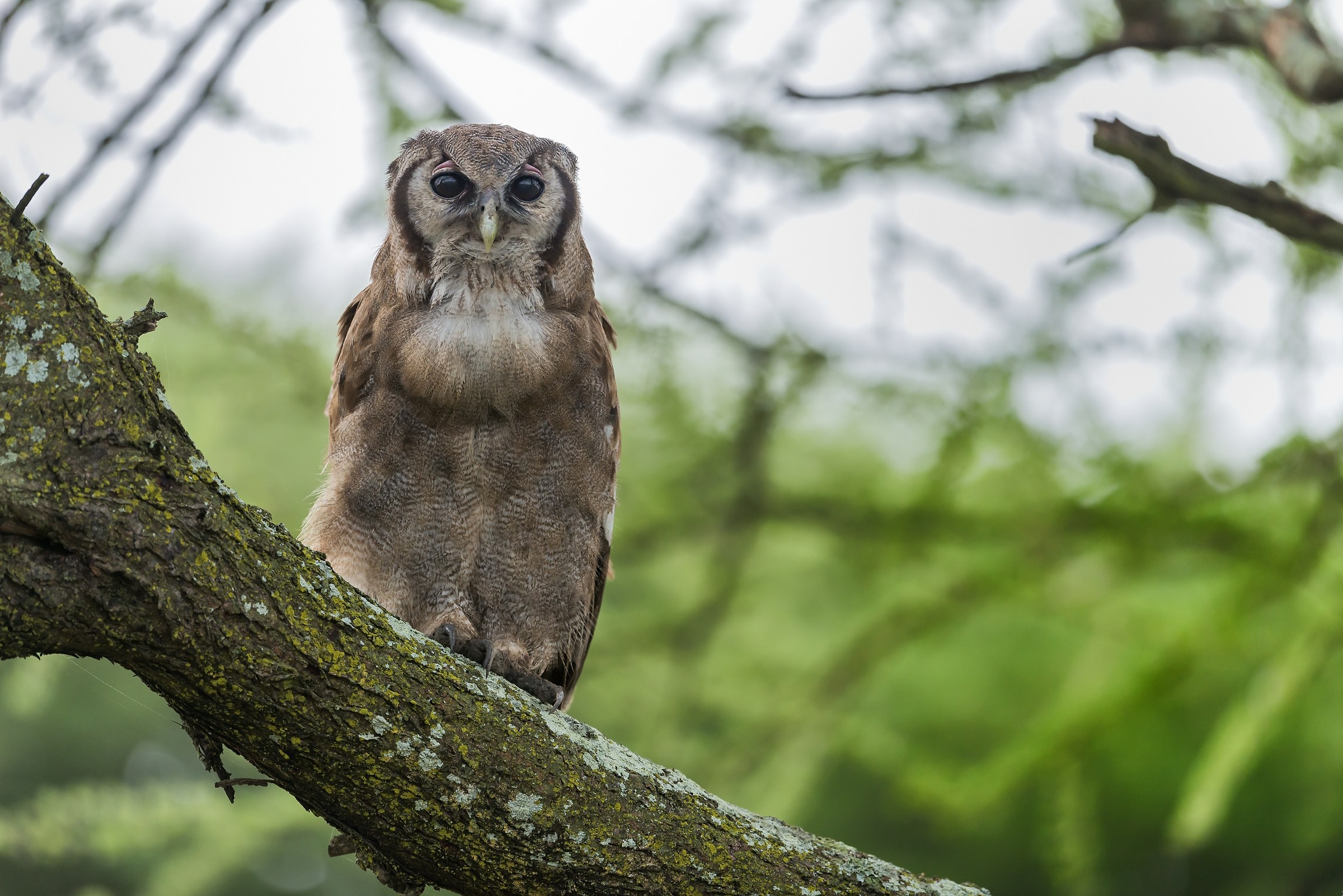Tanzania 2017 - Gufo di Verreaux
