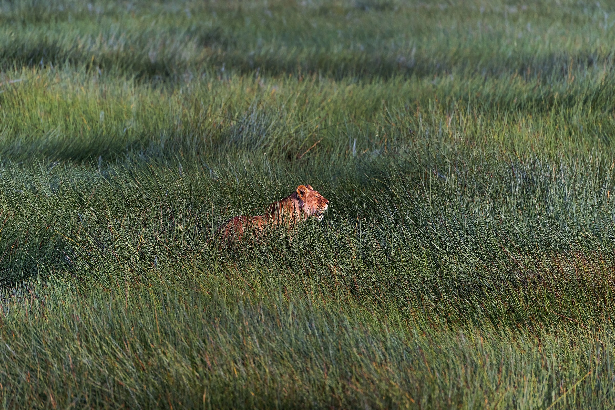 Tanzania 2017 - Nella Palude di Ndutu