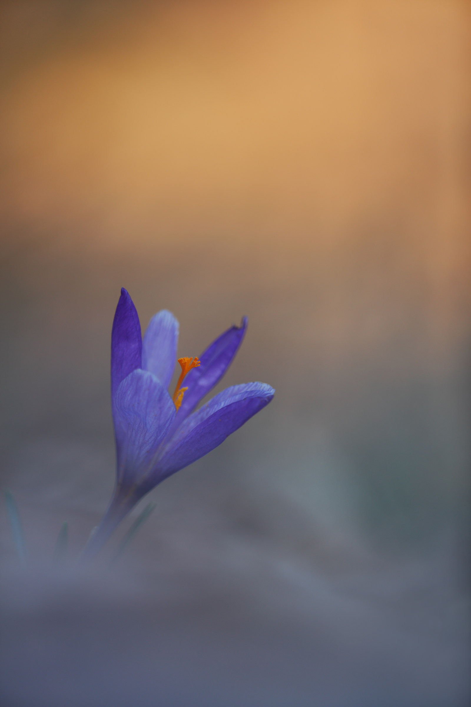 Crocus