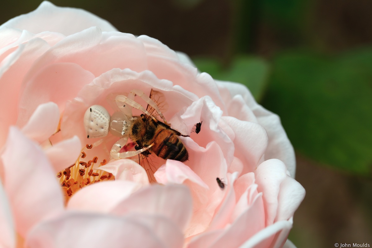 Thomisus spectabilis e pranzo ...