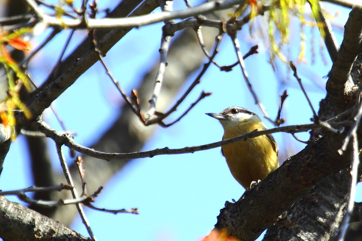 Nuthatch (European Nuthatch)