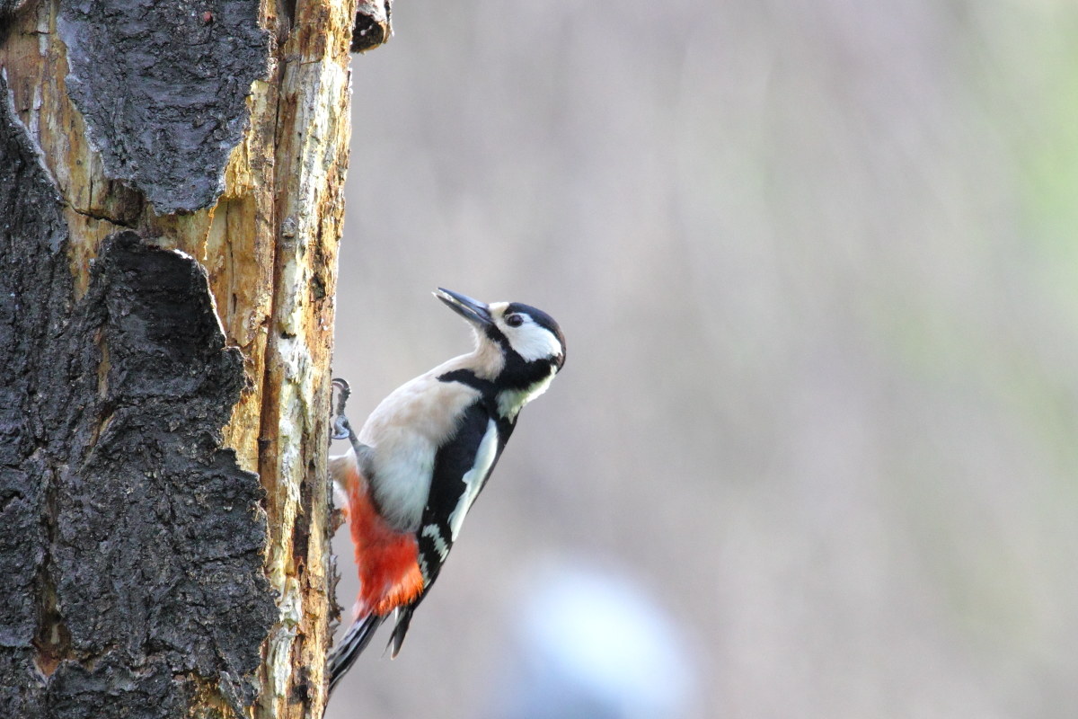 Major red woodpecker (Dendrocopos major)